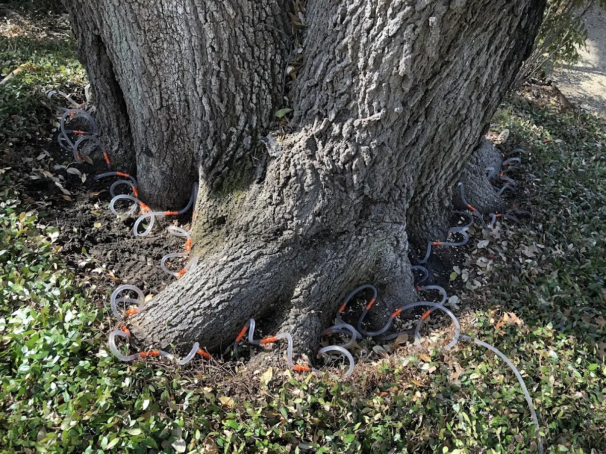 Detailed Tree Cabling and Bracing job site in Herriman