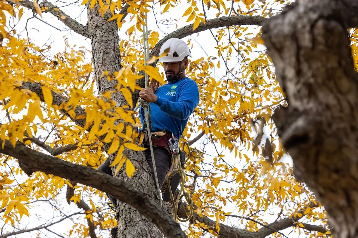 Skilled Tree Planing crew working in Herriman